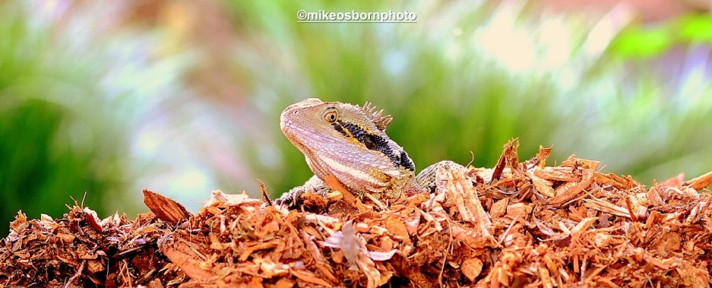 Resting water dragon