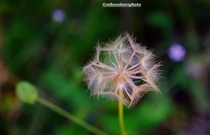 Close-up of a dandelion clock