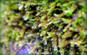 Close-up of rain-soaked vegetation, New Zealand