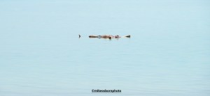 Man floating in the Dead Sea