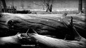 Frosty logs at Dunham, Cheshire
