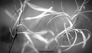 Winter foliage in Fletcher Moss Park, Didsbury, Manchester