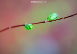 Green shoots in Fletcher Moss Park, Didsbury, Manchester