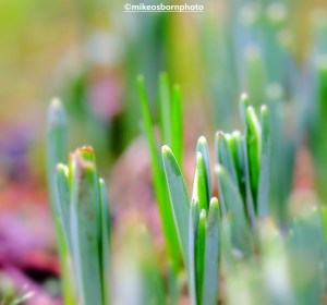 Crocus shoots in Fletcher Moss Park, Didsbury, Manchester