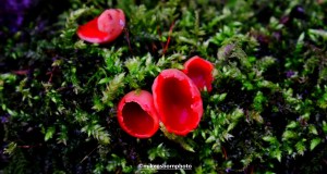 Woodland fungi in Fletcher Moss park, Didsbury, Manchester