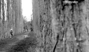 The Poplar walk in winter at Fletcher Moss park, Didsbury, Manchester