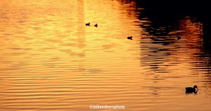 Bridgewater Canal, Salford made golden by sunset