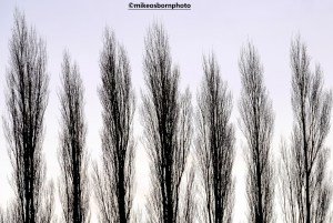 Lombardy Poplars in winter at Fletcher Moss Park, Didsbury, Manchester