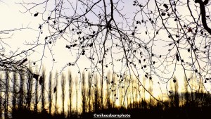 Winter trees at Fletcher Moss Park, Didsbury, Manchester