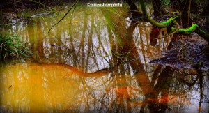 Wet woodland reflections at Fletcher Moss park, Didsbury, Manchester