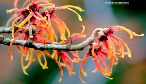 Peach-coloured foliage at Fletcher Moss Park, Didsbury, Manchester