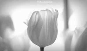 White tulip