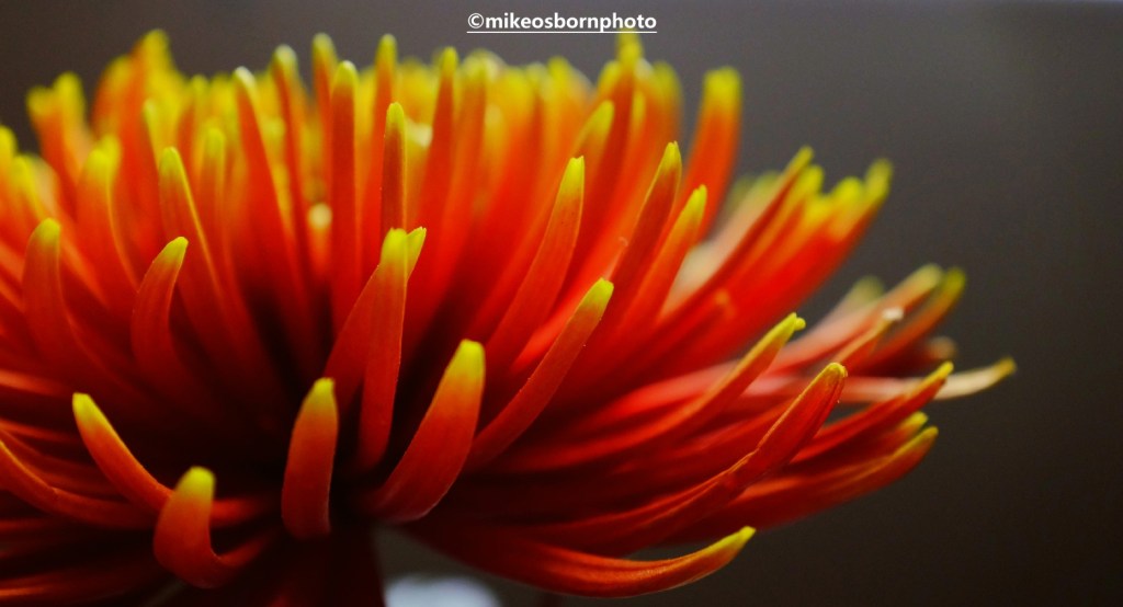 Macro of orange crysanthemum