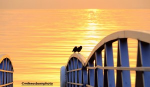 Pair of birds at sunrise