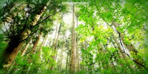 Trees in Snow Monkey Forest near Nagano, Japan