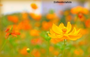 Orange wildflowers in Hamarikyu Gardens, Tokyo