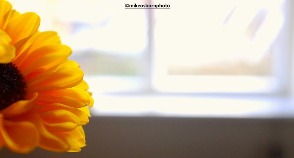 Yellow chrysanthemum by window