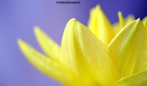 Daffodil close-up
