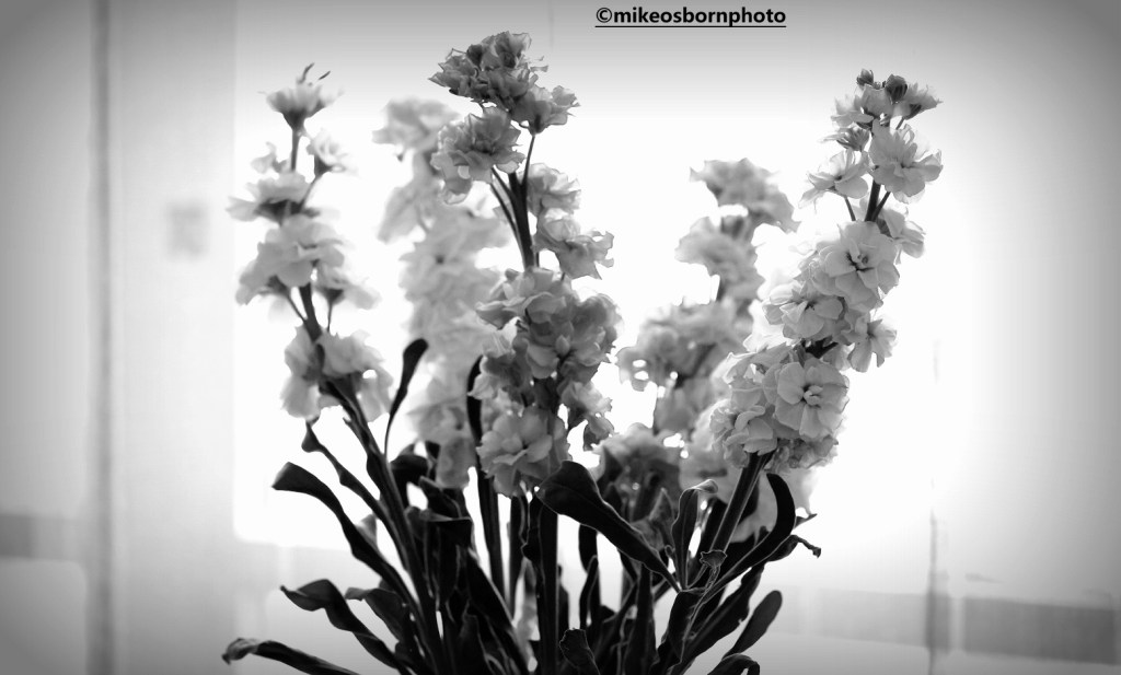 Stocks in black and white