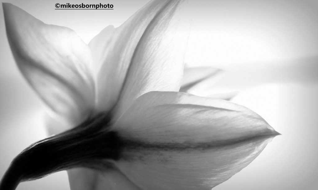 Daffodil in black and white