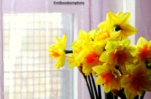 Daffodils