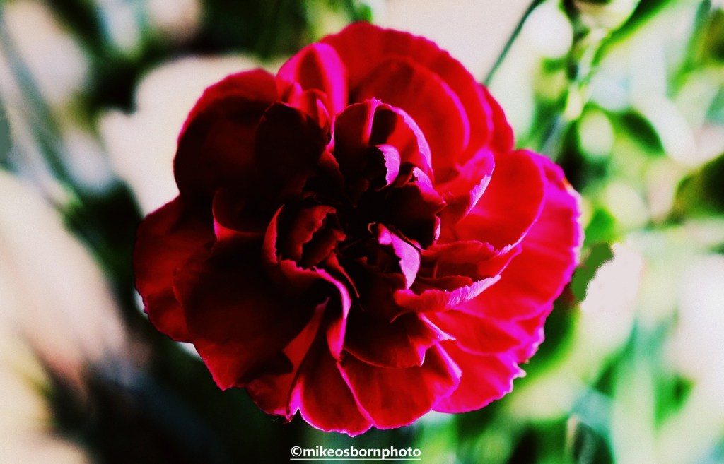 Single deep purple carnation