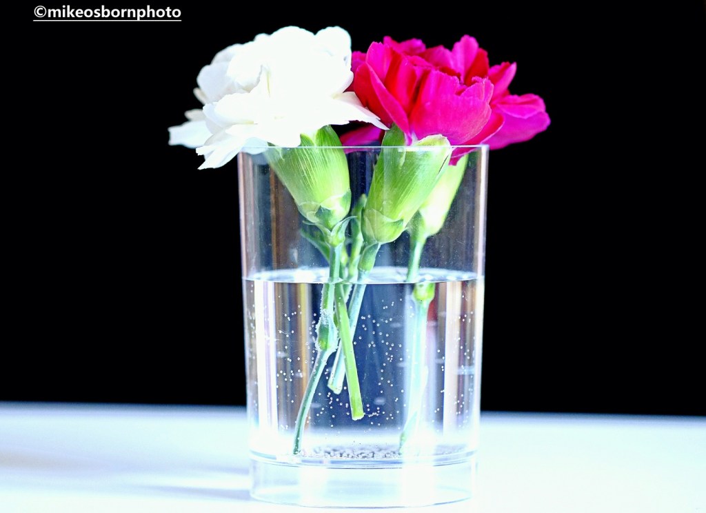 Still life of carnation stems