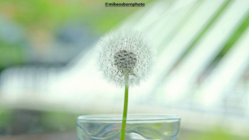 Dandelion clock in Castlefield, Manchester