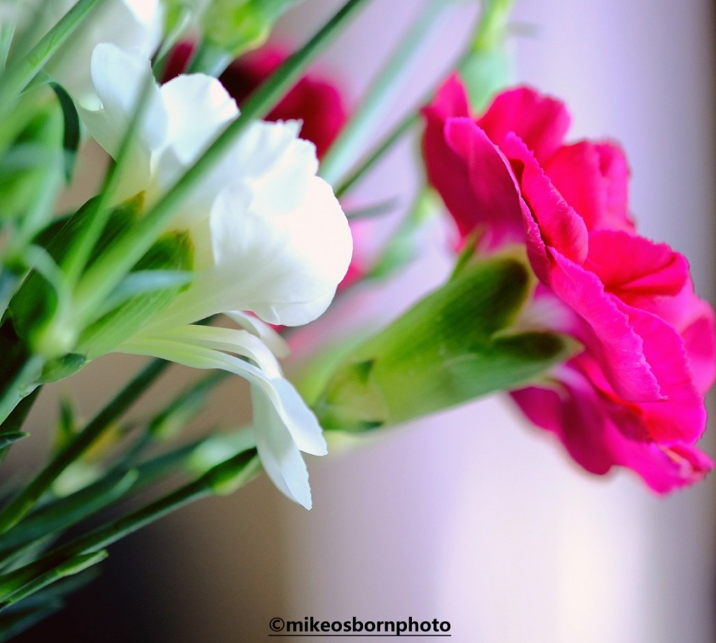 White and deep purple carnations