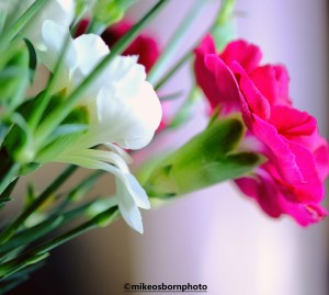 White and deep purple carnations