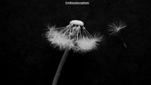 Dandelion clock and seedlings