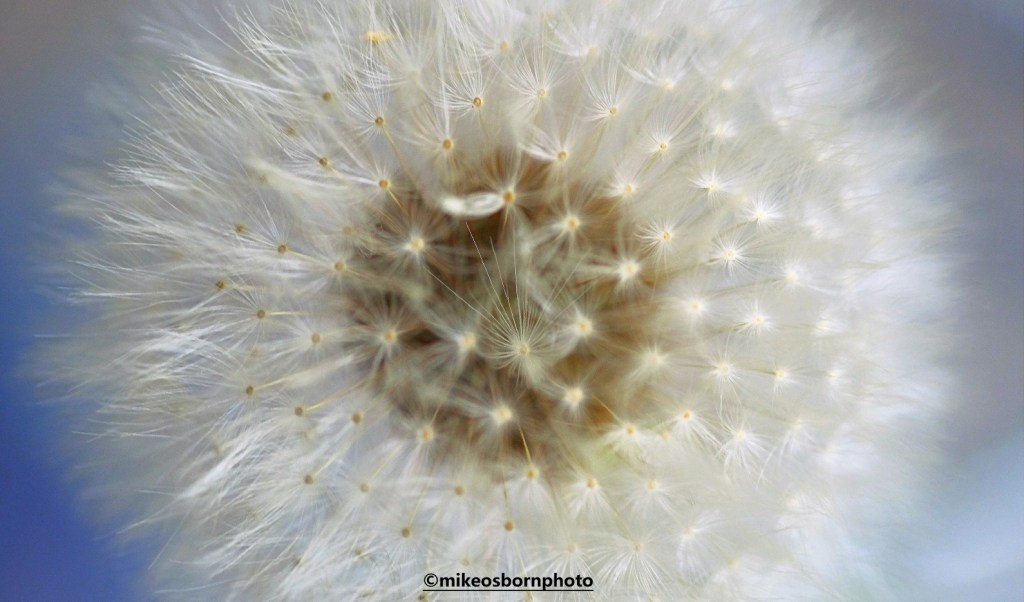 Dandelion clock close-up