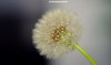Full dandelion clock