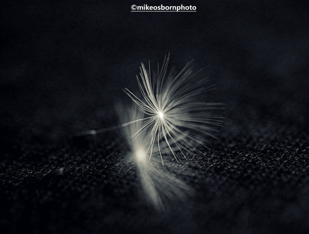 Dandelion seedlings close up