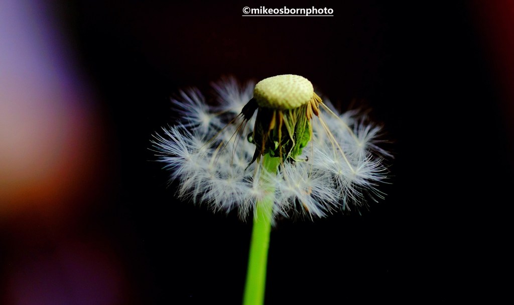 Half a dandelion clock