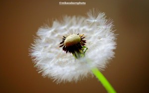 Half a dandelion clock