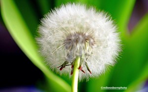 Dandelion clock