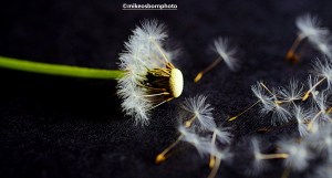 Half a dandelion clock and fallen seedlings