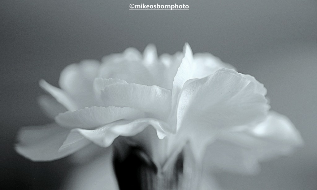 White carnation in black and white