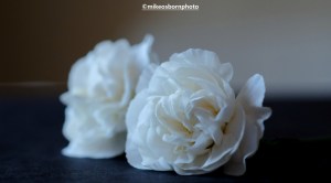 Two carnation blooms