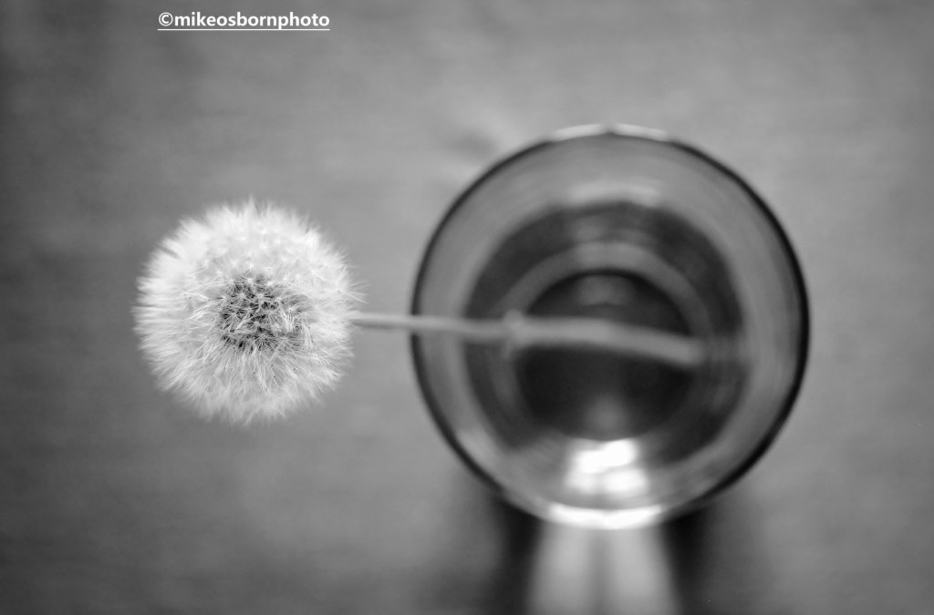 Dandelion clock suspended in a glass