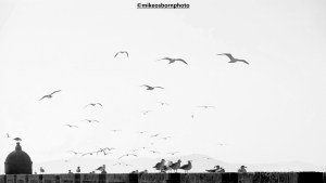 Gulls at Essaouria, Morocco