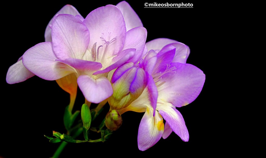 Pale mauve Freesias