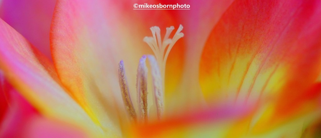 Close-up of pink and yellow Freesia bloom