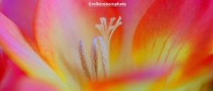 Close-up of pink and yellow Freesia bloom