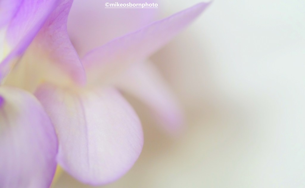 Pale mauve Freesia petals