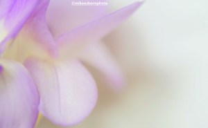Pale mauve Freesia petals