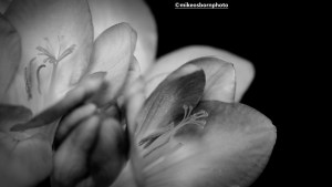 Freesia blooms photographed in black and white