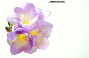 Pale mauve Freesia bloom