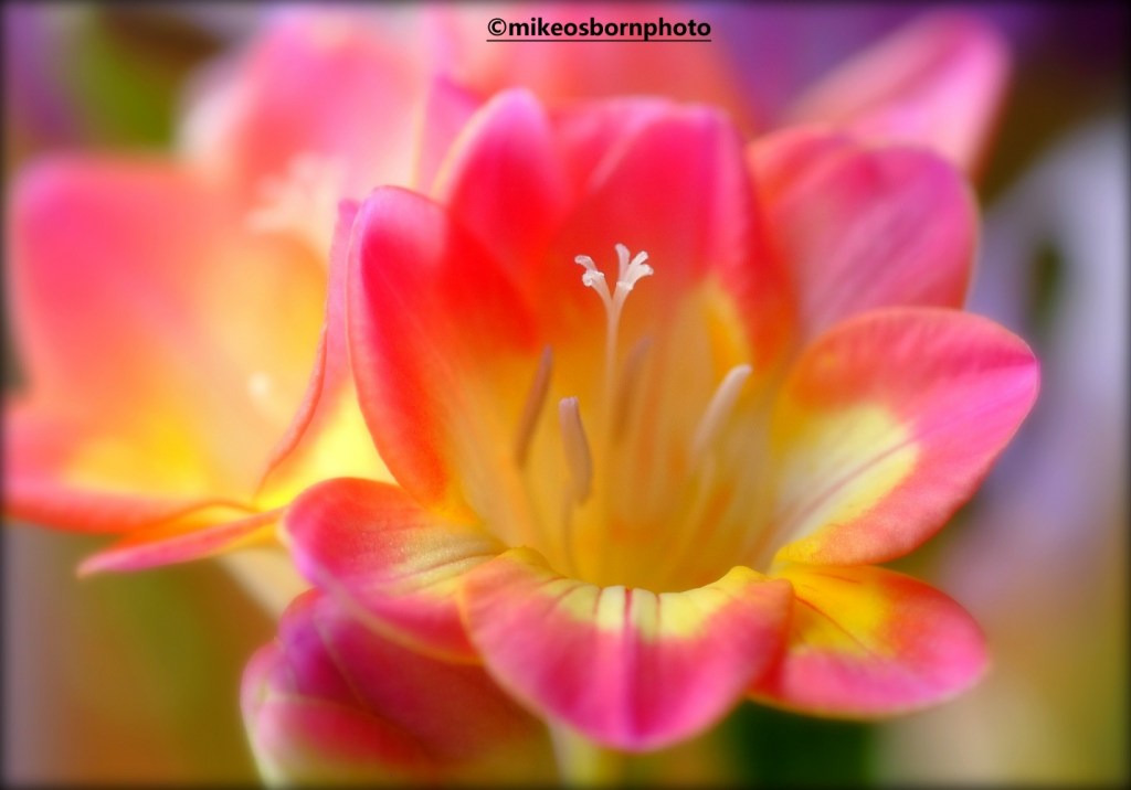 Pink and yellow Freesias